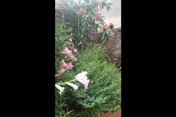 toujours les fleurs