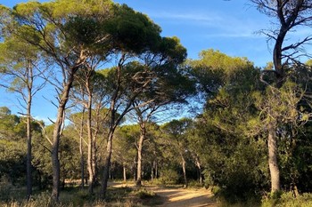forêt de Piolenc