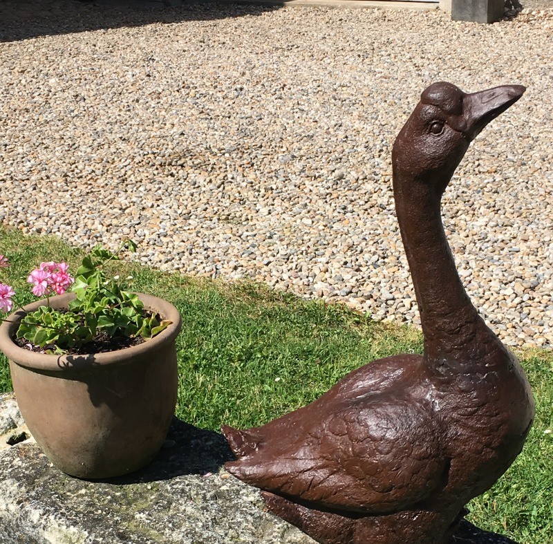 L' oie monte la garde dans le jardin !
