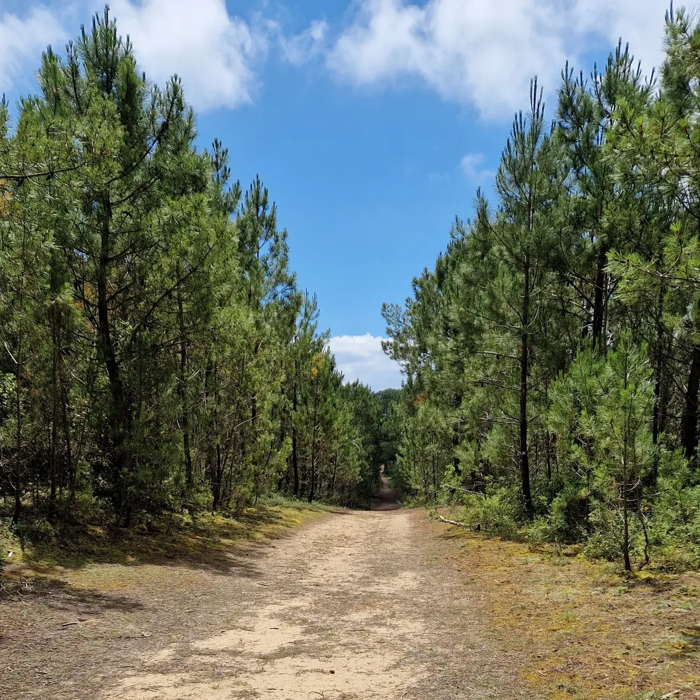 La forêt de pin