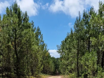 La forêt de pin