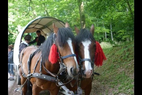 la calèche avec les chevaux de traits au centre équestre
