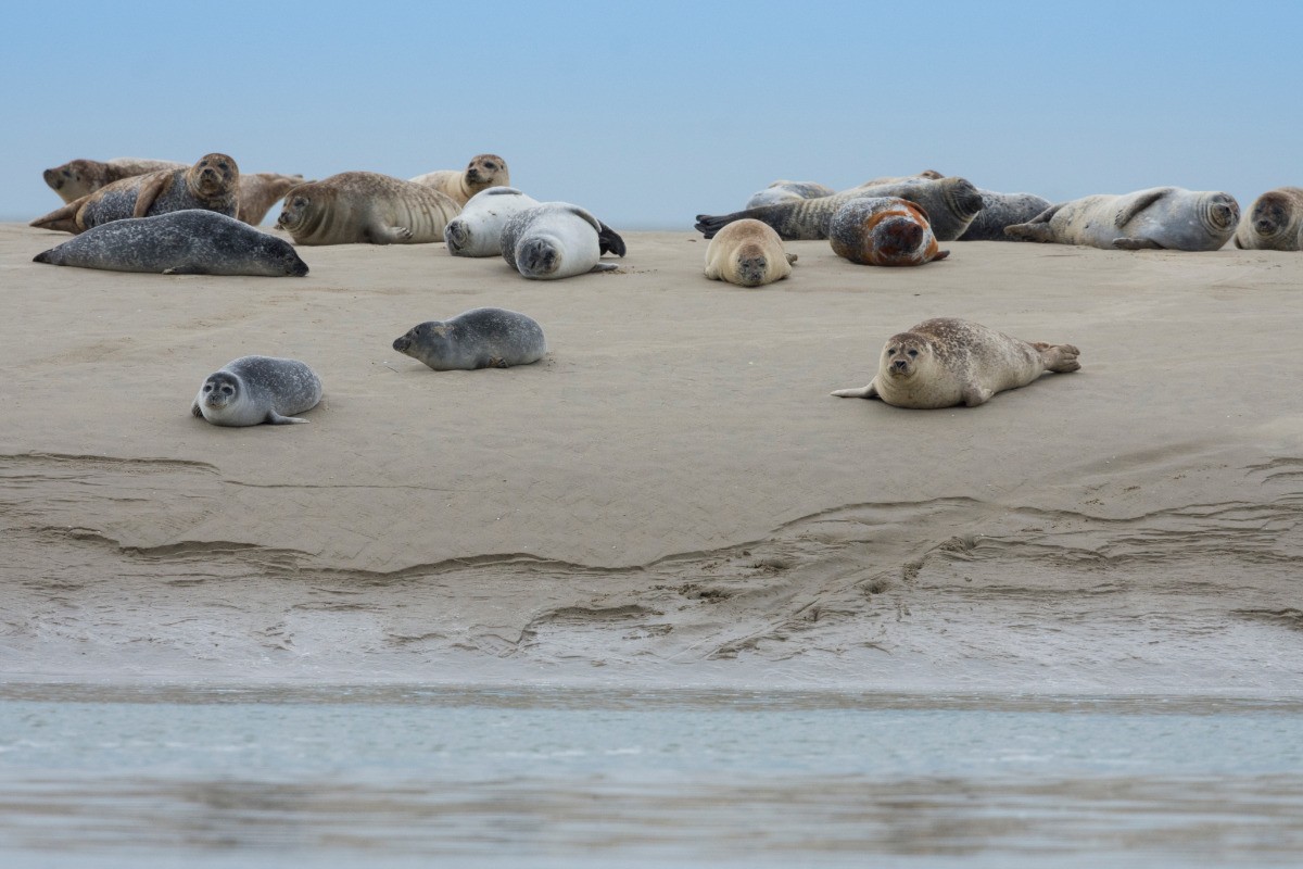 phoques sur banc de sable