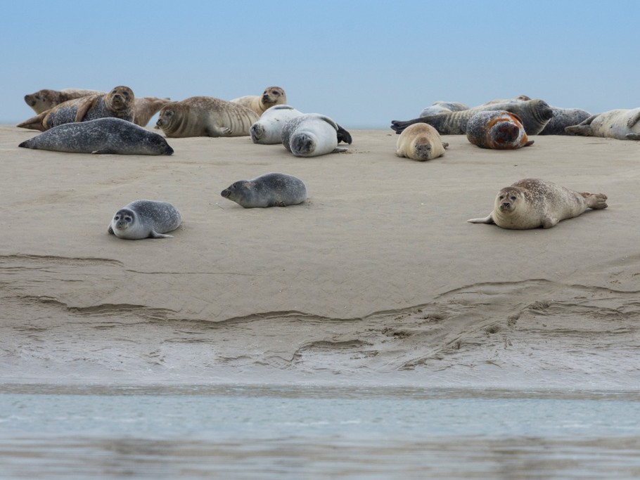 phoques sur banc de sable