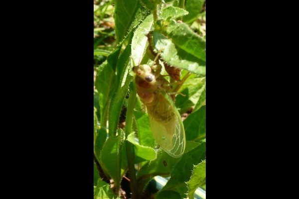 Cigale dans le jardin