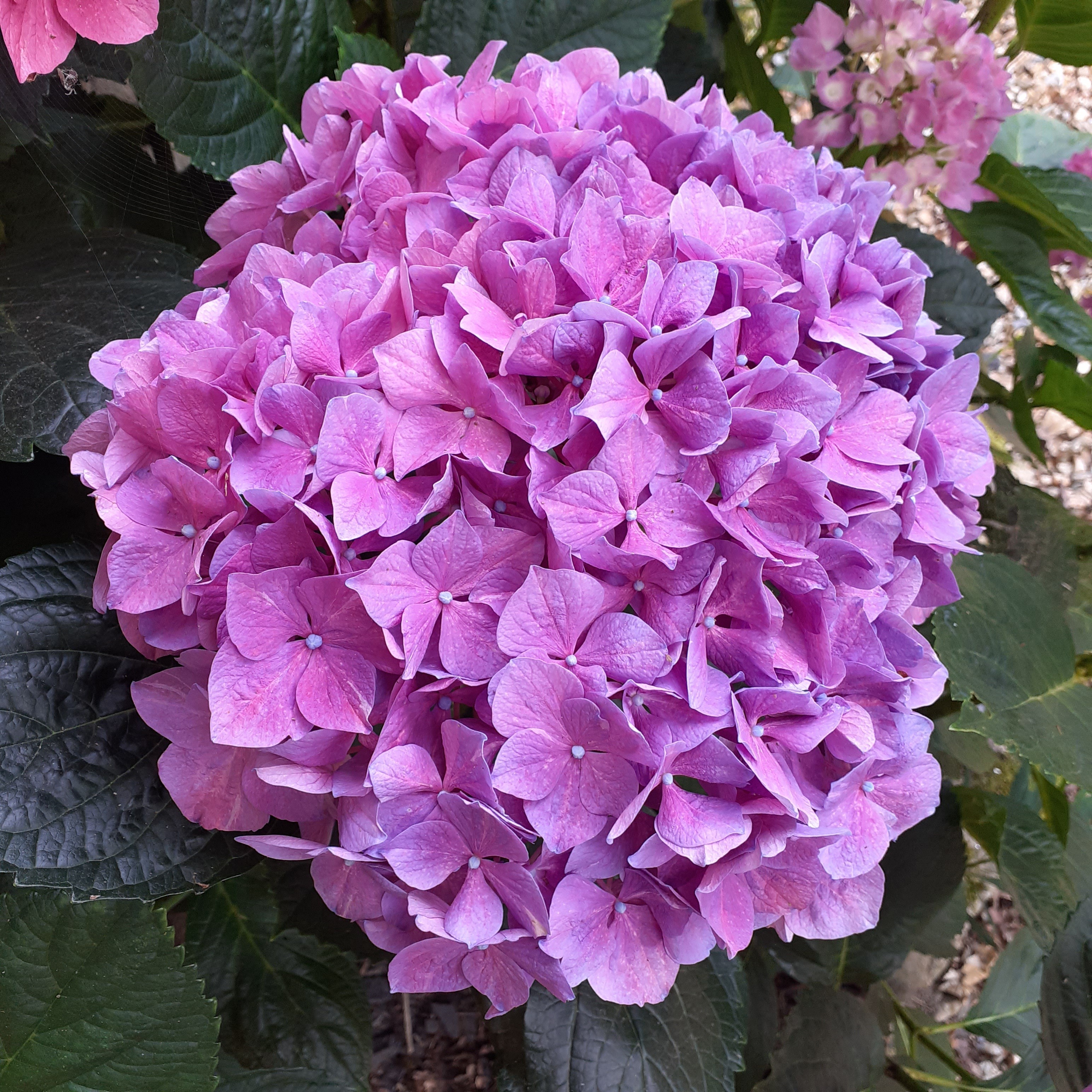 au jardin de BrAd en Brière