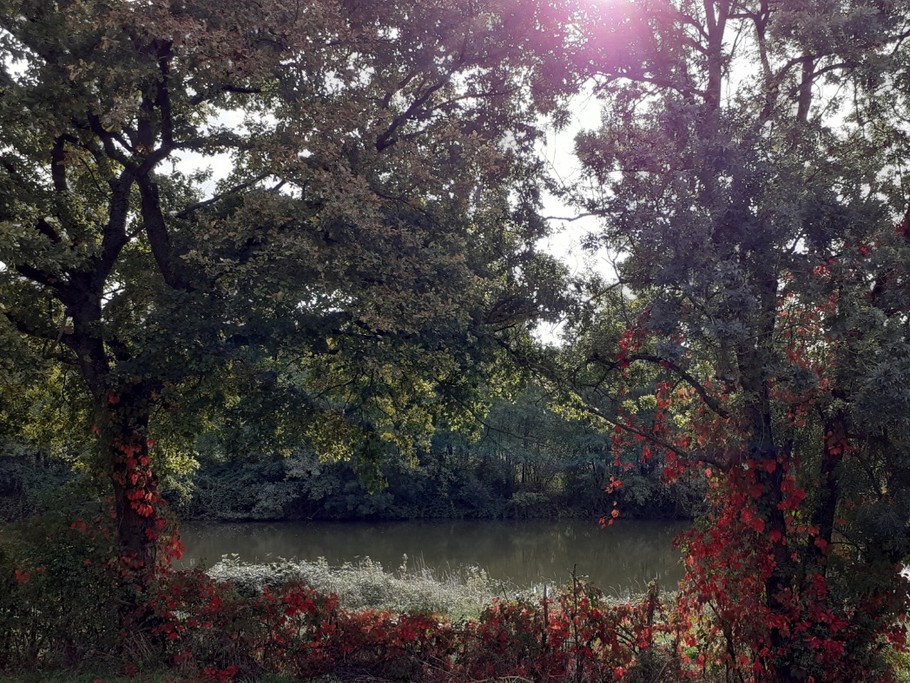 Etang devant la maison