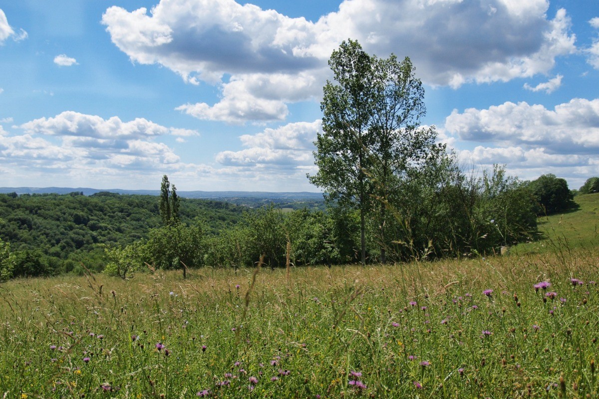 La prairie en fleurs