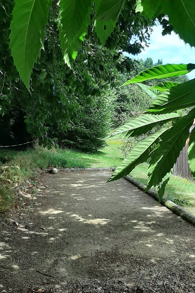 terrain de pétanque ombragé