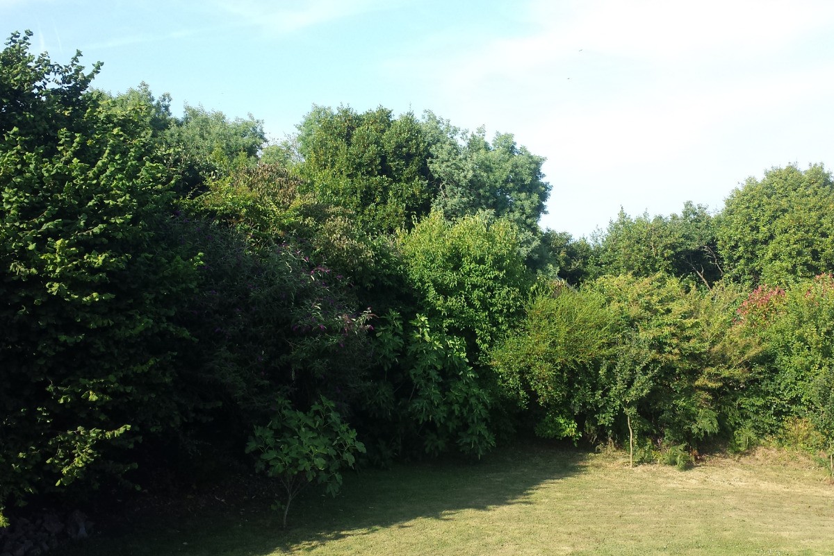 MELIKIAN, location, Paimpol, Vue du jardin et de ses haies arborées