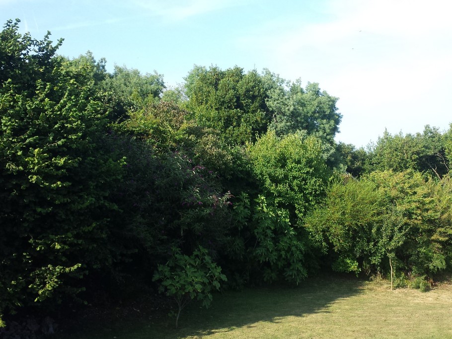 MELIKIAN, location, Paimpol, Vue du jardin et de ses haies arborées