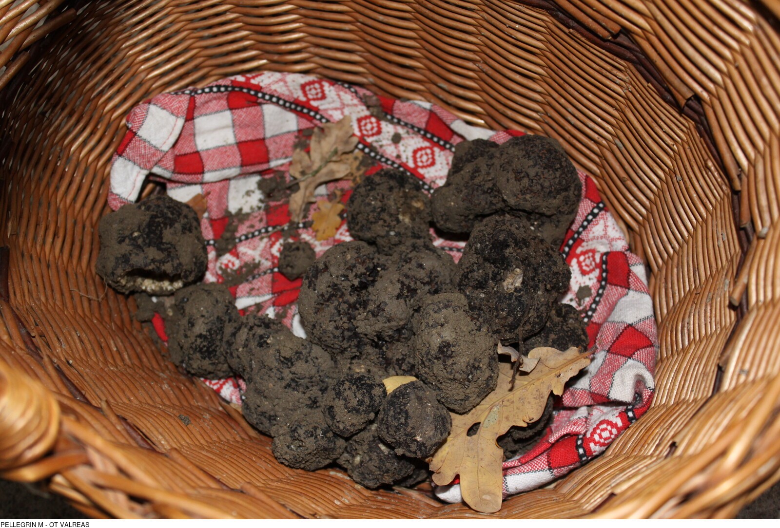 Pays de la truffe