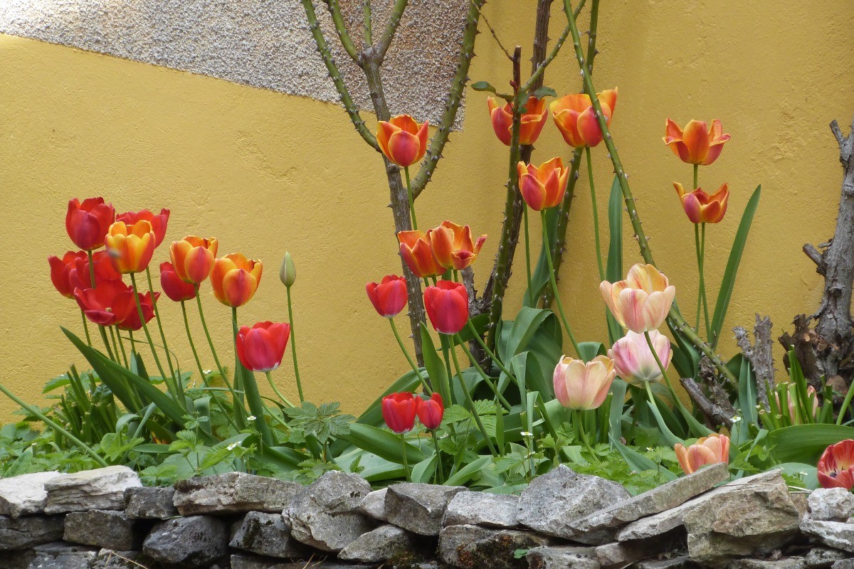 Un des clos de tulipes côté sud