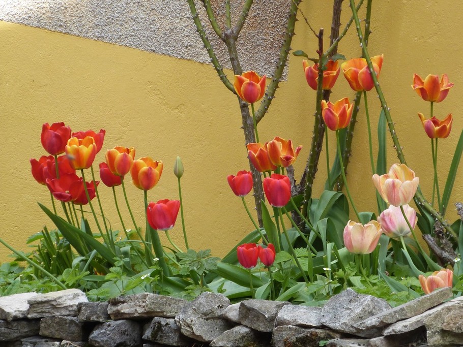 Un des clos de tulipes côté sud