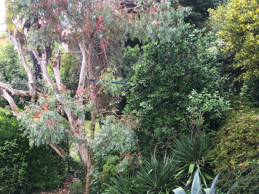 le jardin de la maison