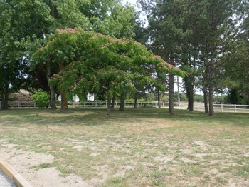 Jardin arboré devant le gîte