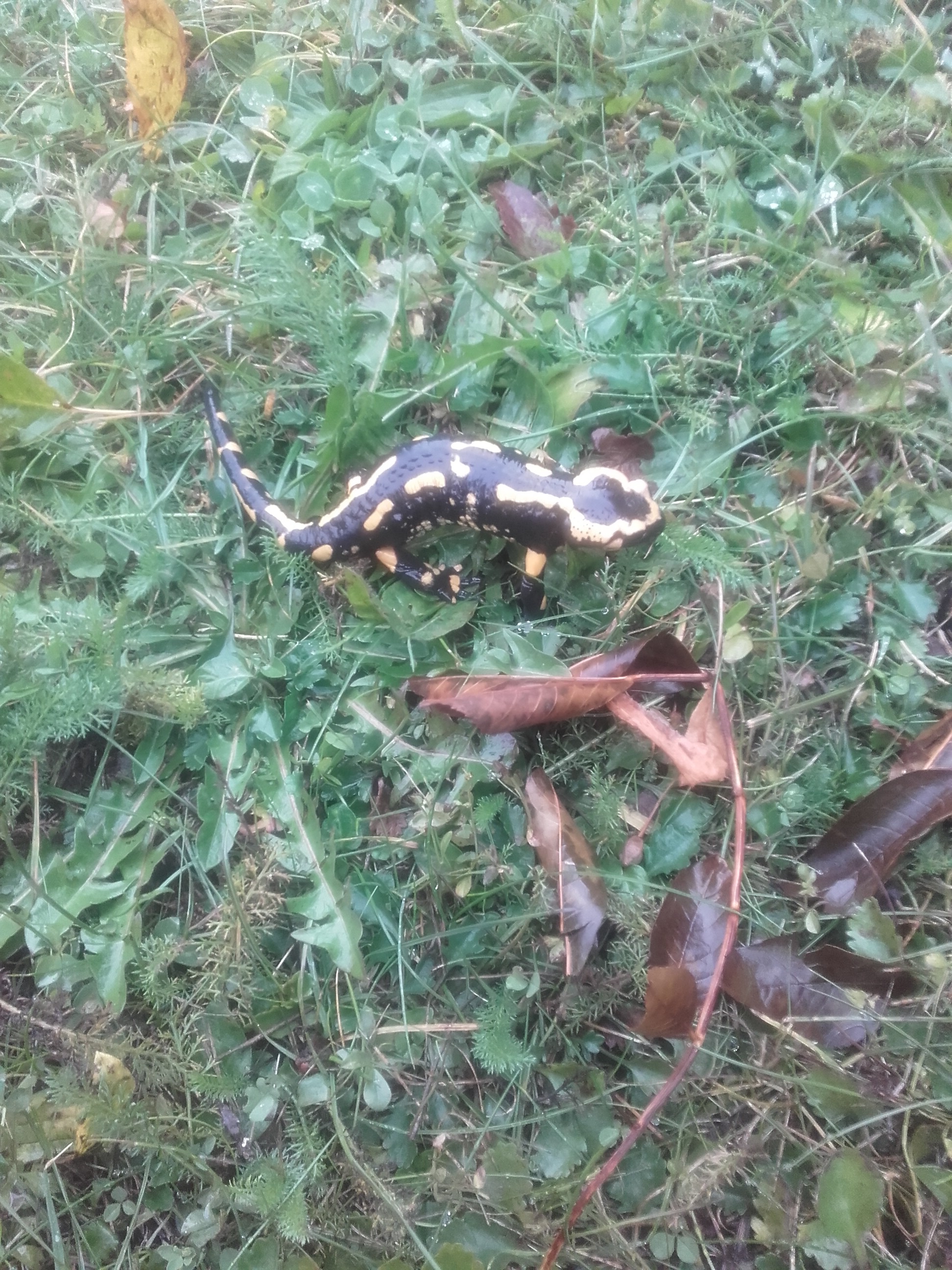 Nature
