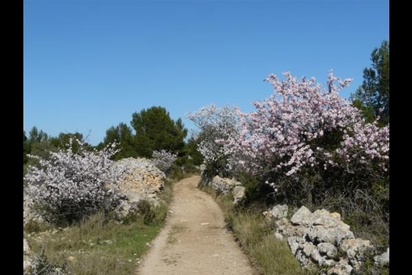 les Corbières - Amandiers en fleurs