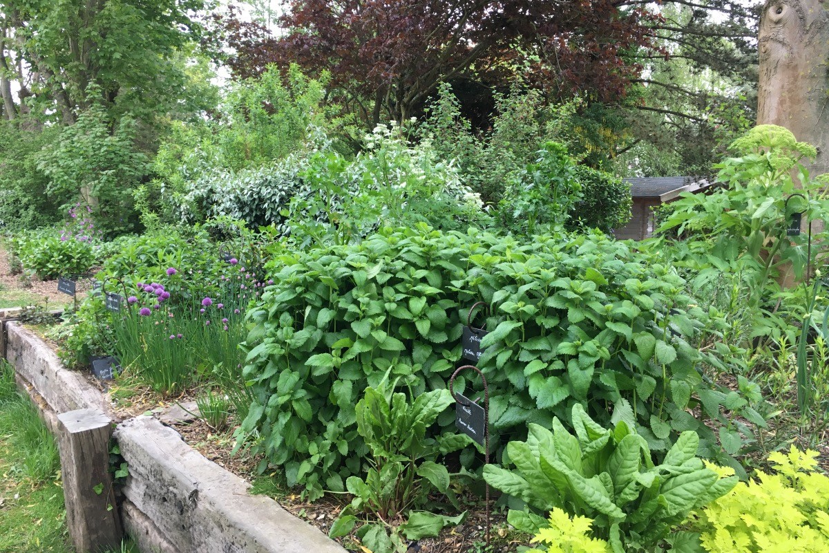 le coin des aromates
