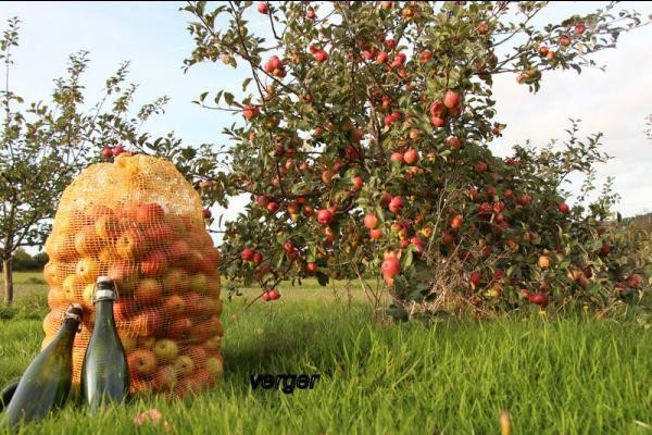 Collecte de pommes à cidre à Kerbiriou