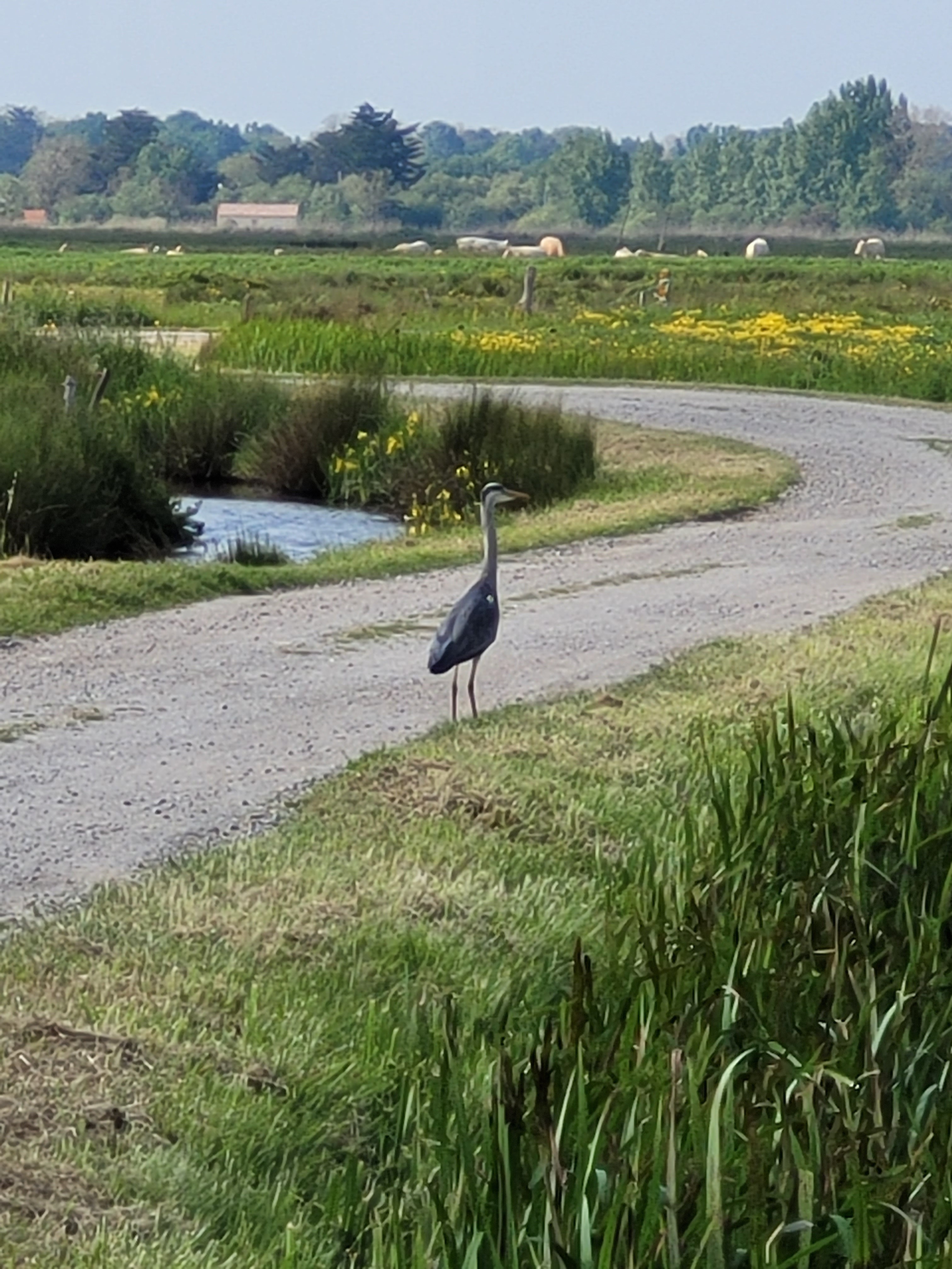 Les marais