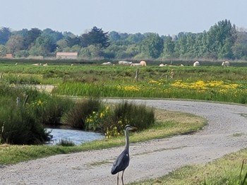 Les marais