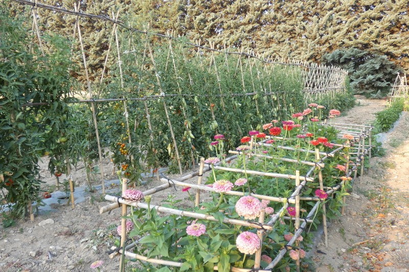 Les fleurs du potager