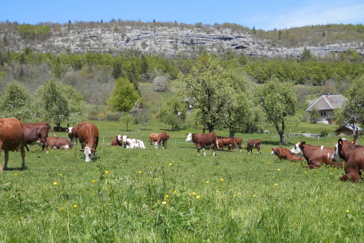 Coté nord printemps