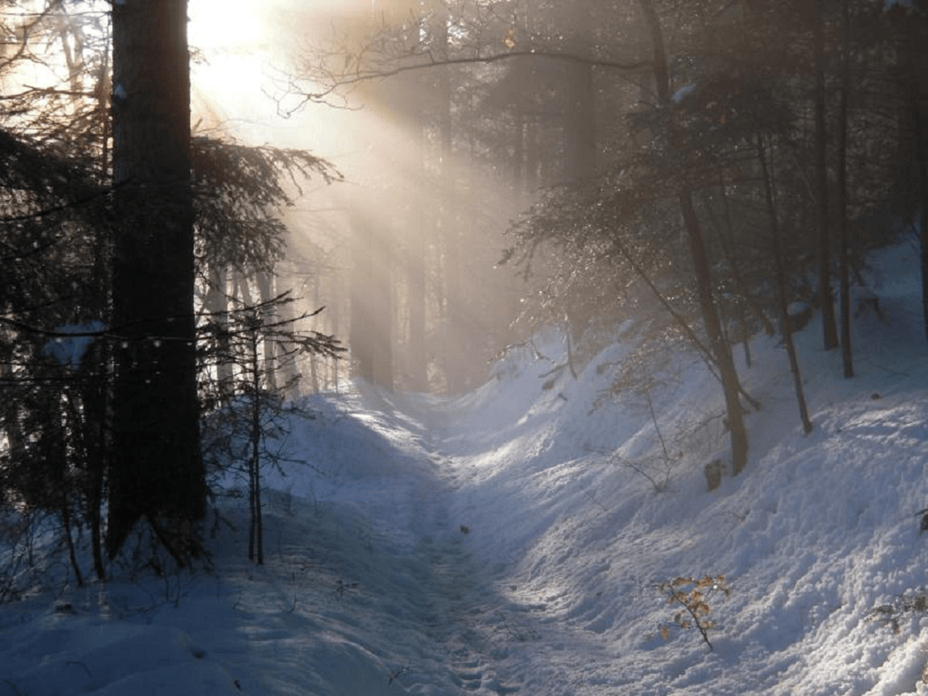 Forêt sous la neige, non loin du camping