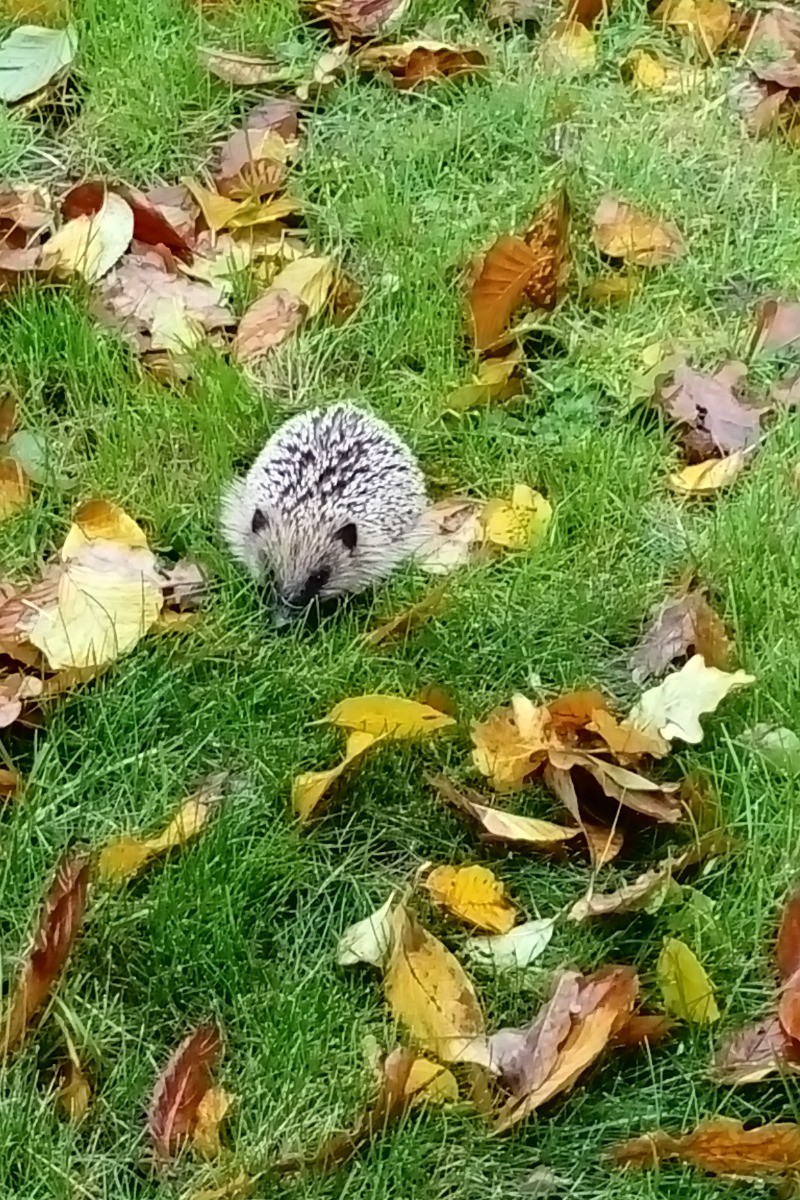 Petit hérisson en balade