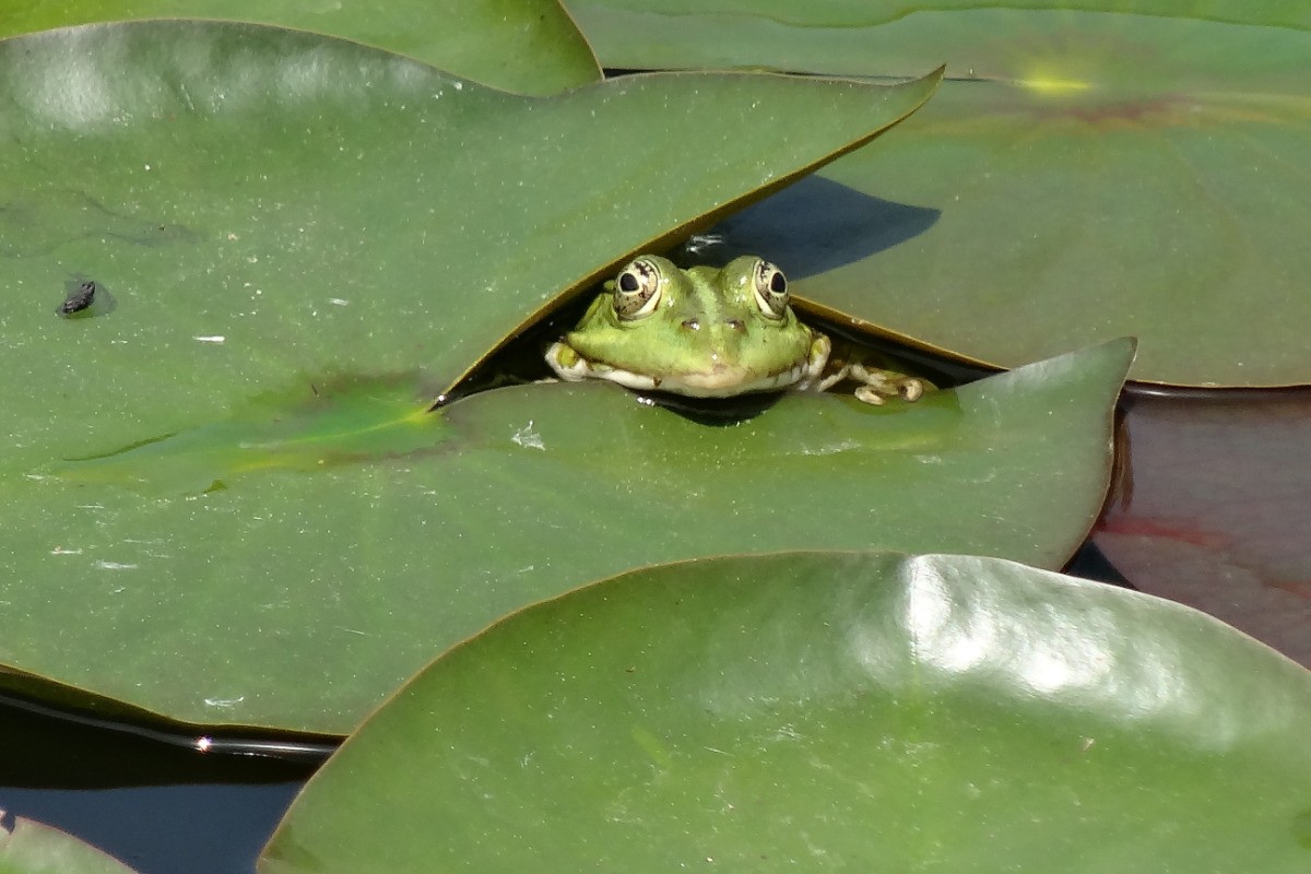 le coucou des grenouilles...