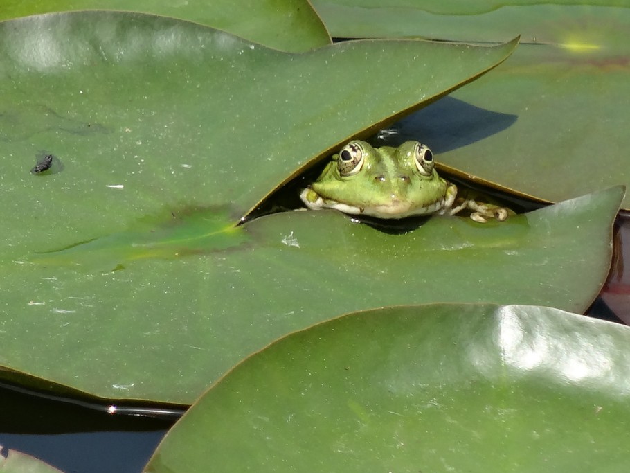 le coucou des grenouilles...