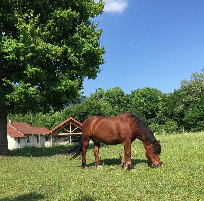 Un de nos compagnons équins