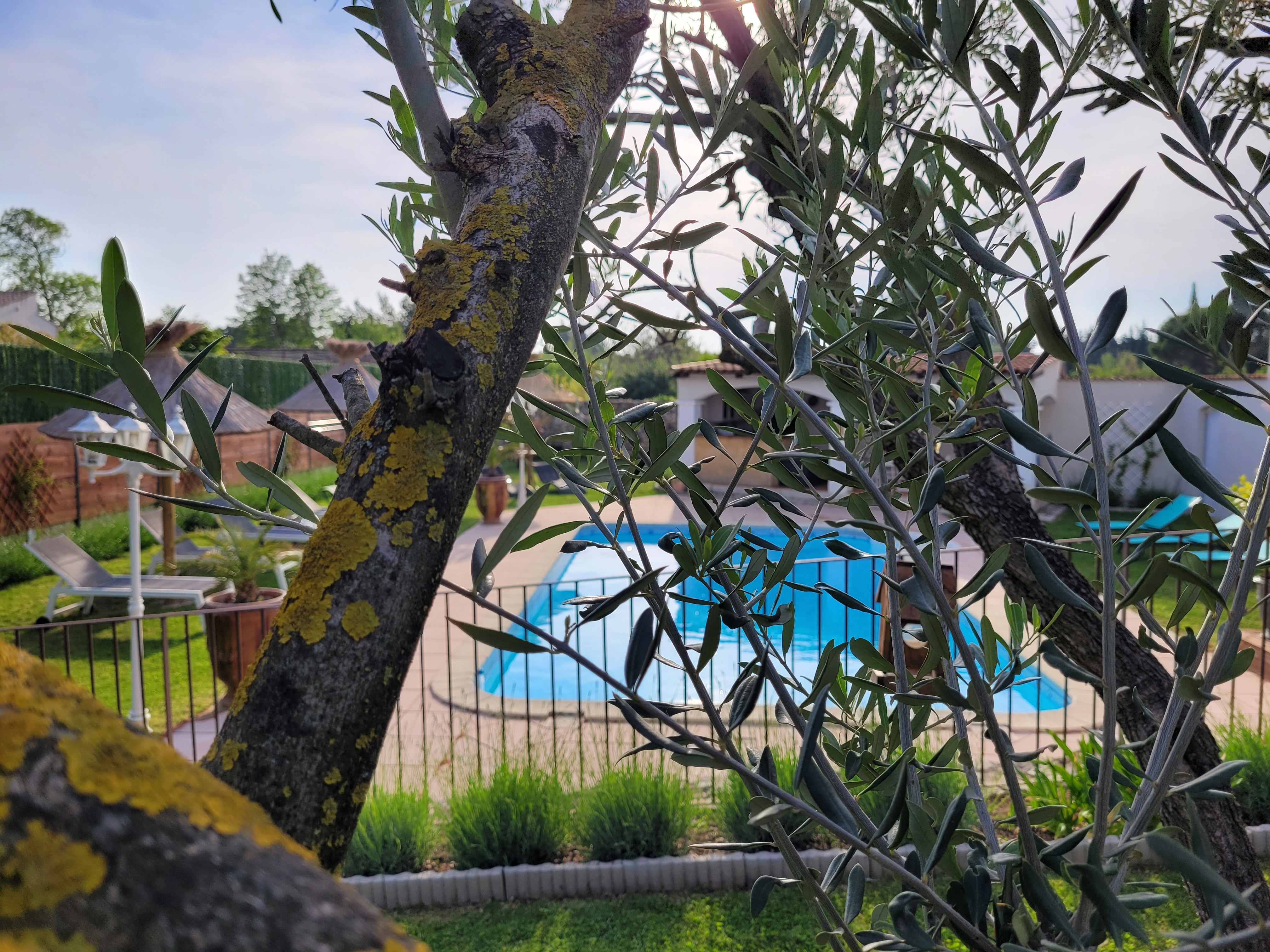 the olive tree