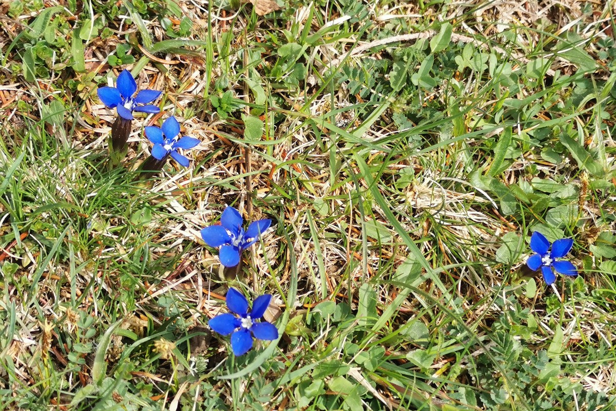 Gentiane bleue
