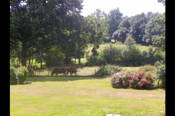 chevaux au pré le long du jardin