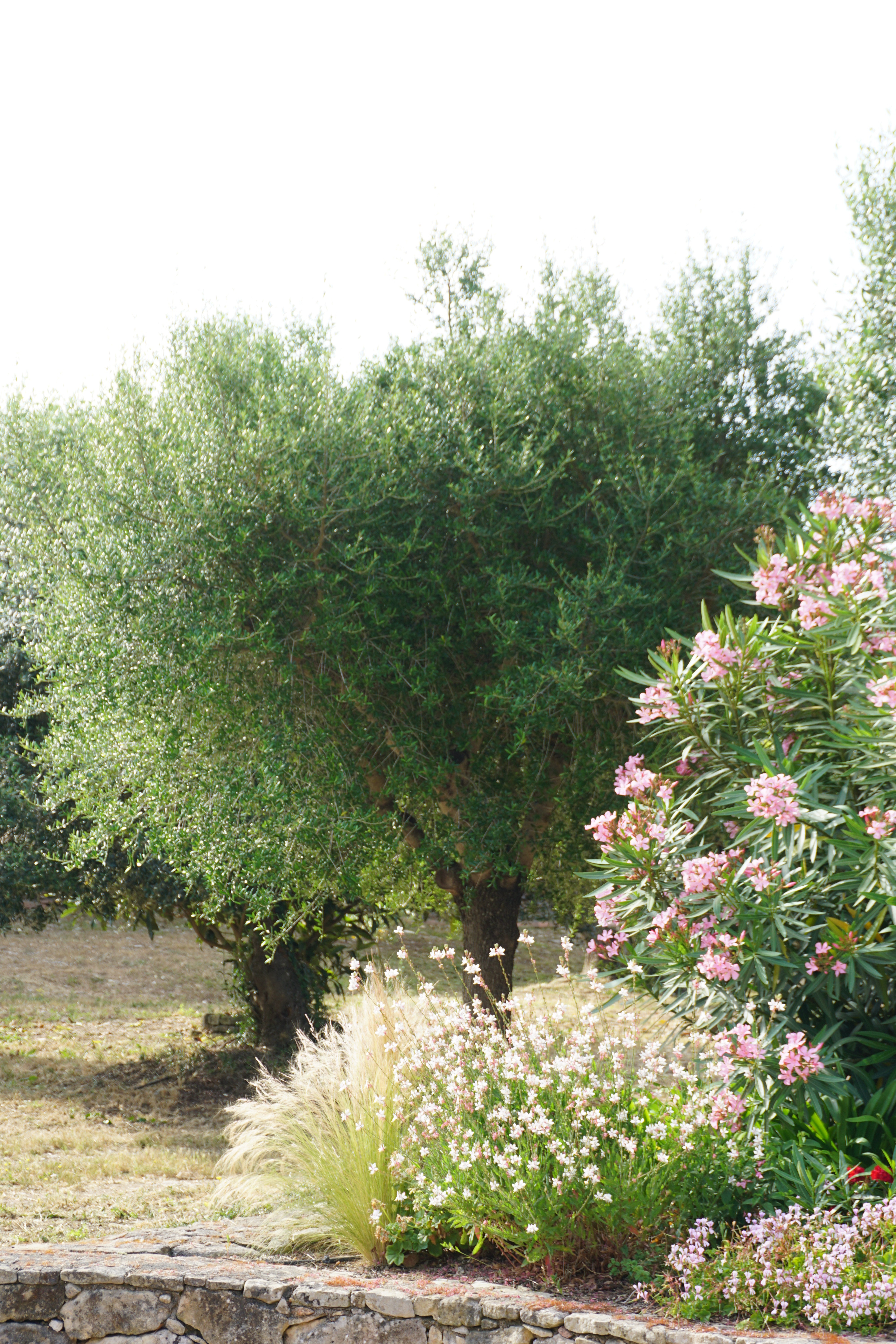 Jardin paysager à l'albitru