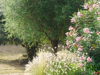 Jardin paysager à l'albitru