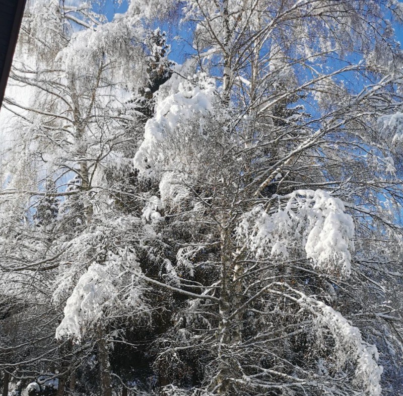 Vue jardin hiver