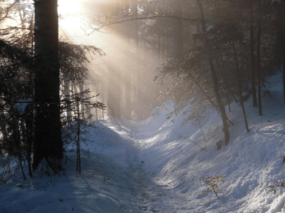 Chemin sous la neige