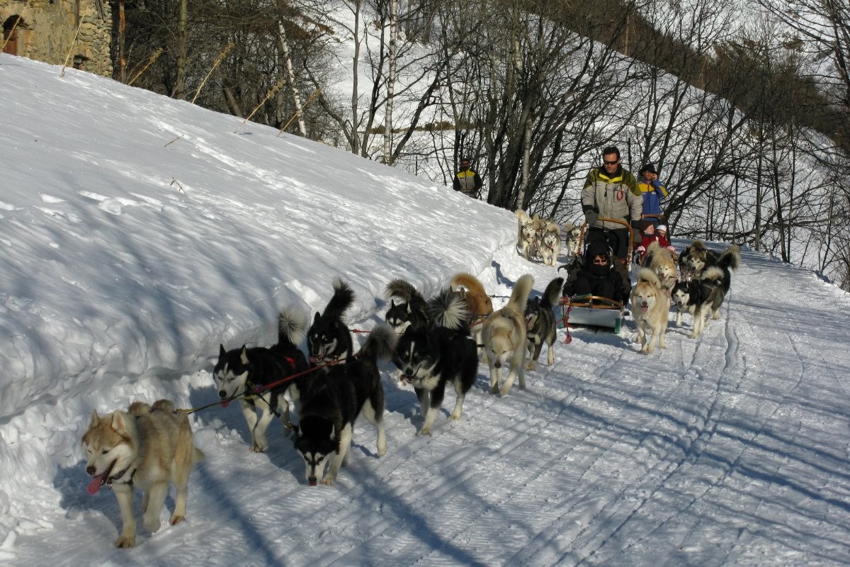 sortie en chien de traineaux