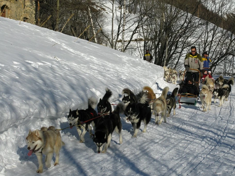sortie en chien de traineaux