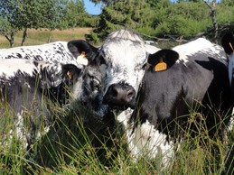 La race emblématique de notre montagne Vosgienne