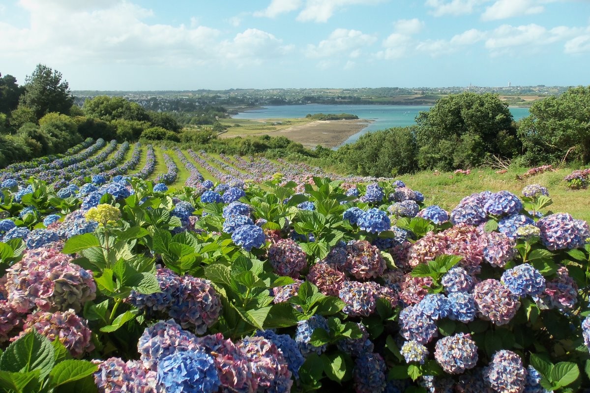 Les champs d'hortensias à PAIMPOL