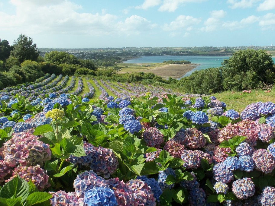 Les champs d'hortensias à PAIMPOL
