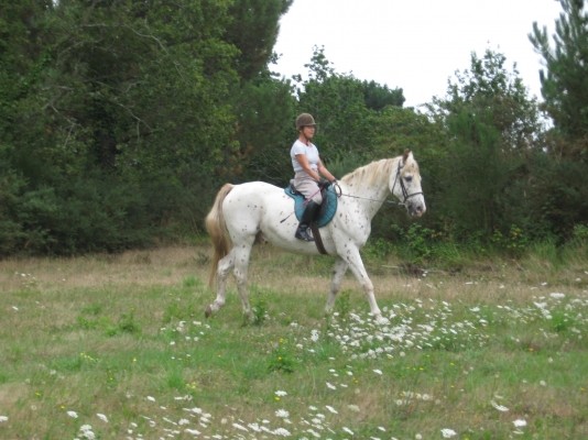 ferme  équestre à Baden