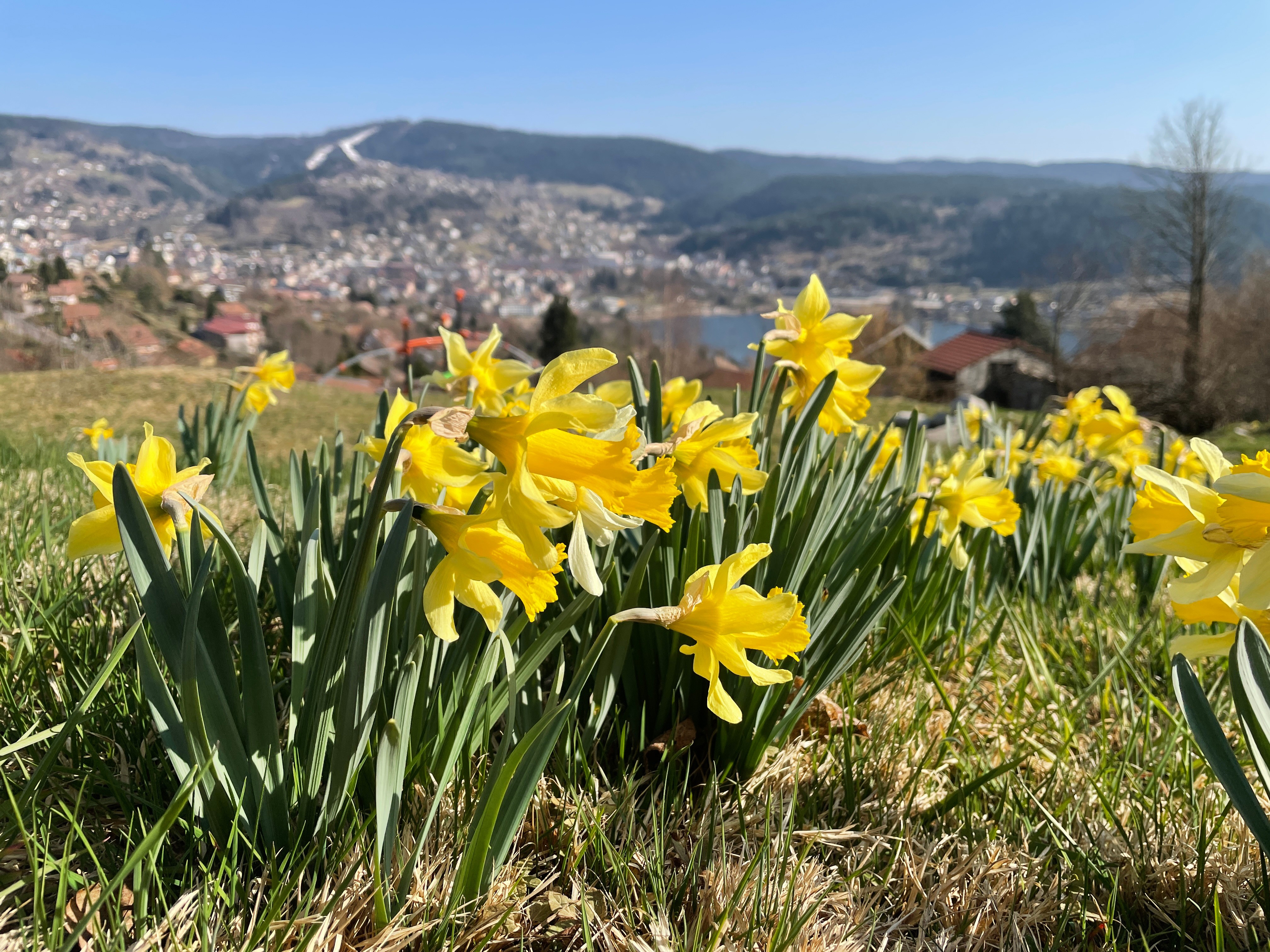 Daffodils between mountains and valley: Welcome to the Ballons des Vosges Regional Nature Park
