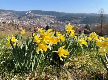 Daffodils between mountains and valley: Welcome to the Ballons des Vosges Regional Nature Park