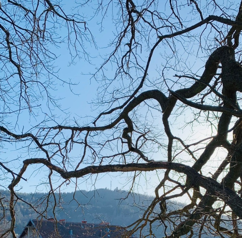 Le Domaine vu des bois