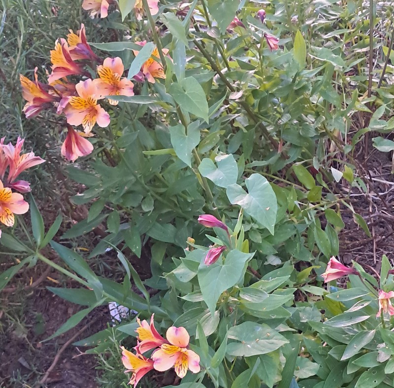 Photo n° 19 de la location